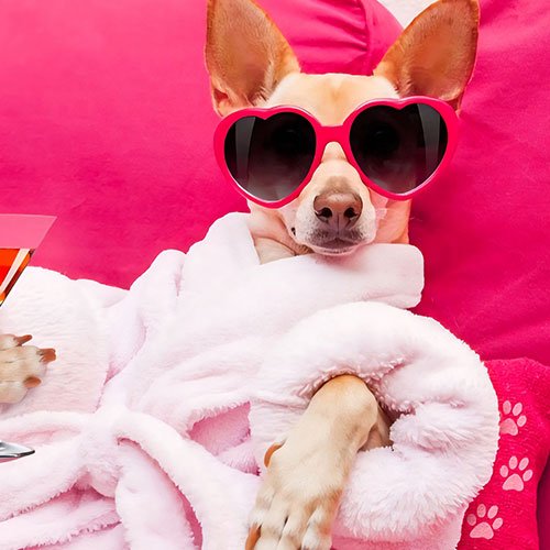 Dog boarding page banner