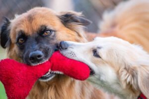 Luxury Pet Boarding vs. Regular Kennels in Las Vegas: Is the Upgrade Worth It?