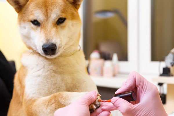 Dog Nail